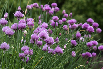 Allium schoenoprasum - bulbous ornamental plant with pink flowers, a plant for decorating urban flower beds