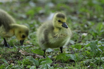 Kanada Gans Baby