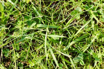 A close view of the bright green grass on the ground.