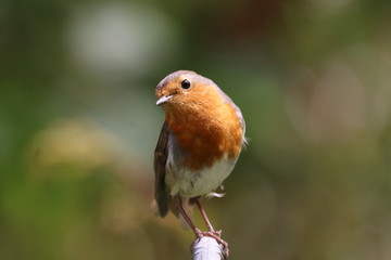 Rotkehlchen
