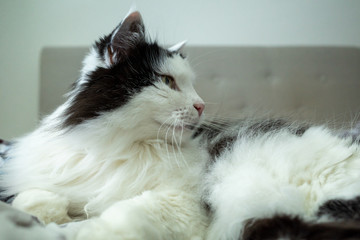 Black and White Norwegian Forest Cat