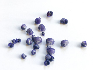 Tiny Purple Shells  Janthina janthin 