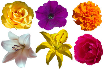 Multicolored flowers on a transparent background 