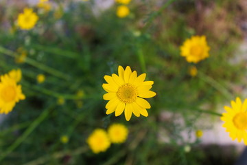 Yellow daisy, meadow, and nature.