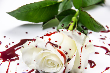 Beautiful and bloody white rose on the white background. Bloody rose - conceptual photo.  White rose with blood.