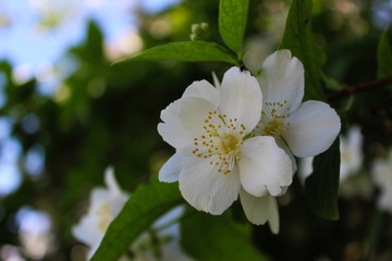 Fototapeta premium Beautiful white flowers with four petals with a dark background. Philadelphus coronarius, sweet mock-orange, English dogwood.