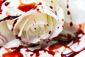 Beautiful and bloody white rose on the white background. Bloody rose - conceptual photo.  White...
