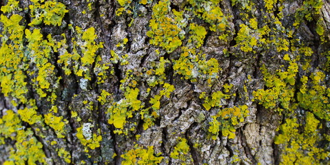 Yellow mold on the Bark of Tree.