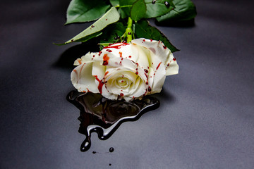 Beautiful and bloody white rose on the dark background. Bloody rose - conceptual photo.  White rose...