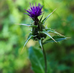 Flower of the Silybum marianum, Milk Thistle, Mariatistel.