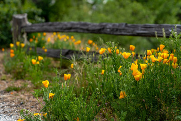 Poppies Next to Wooden Fence in the Spring