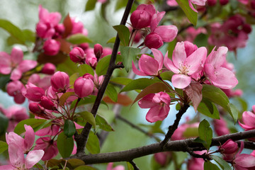 Branch of Blooming Pink Apple Tree Close Up View.