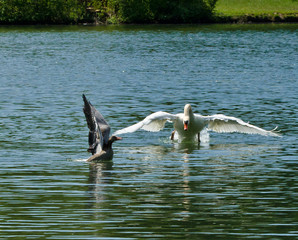 A swan is hunting a greylag goose and cast out the goose in a lake in the water