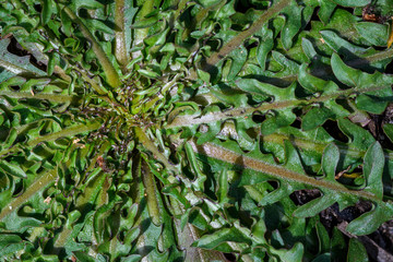 Fototapeta na wymiar Closeup of dandelion plant leaves, as a nature background 