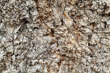 Old Weathered Tree Bark Texture
