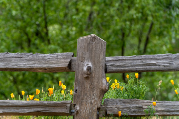 Poppies Next to Wooden Fence in the Spring