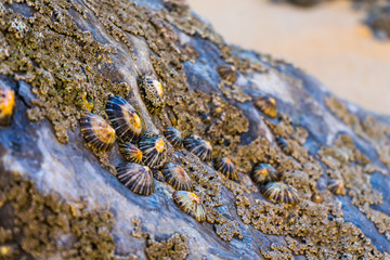 close up of coral reaf 