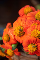 orange flowers arranged in rustic containers with natural light