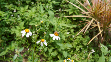Honey bees pollinating on flower in the garden.