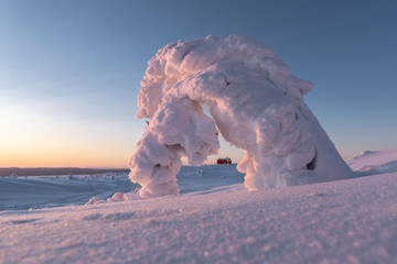Arch. Majestic, snow-covered trees in the Arctic on the slopes of the mountain. Volosnaya Sopka in the Arctic. Sculptures of nature in the northern landscape