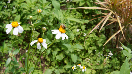 Honey bees pollinating on flower in the garden.