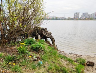 Rest in the forest near the lake. Urban landscape. Outdoor activities. Clean environment. Coastal zone near the water. The purity of nature. The reserved places.