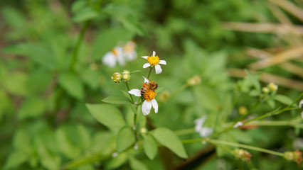 Honey bees pollinating on flower in the garden.