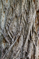 Old Weathered Tree Bark Texture