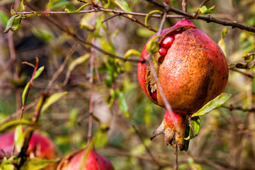 Pomegranate, fruit and plant. The pomegranate, botanical name Punica granatum, is a fruit-bearing deciduous shrub or small tree in the family Lythraceae.