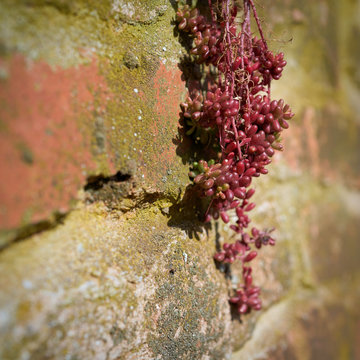 Überlebenskampf von Mauerpfeffer (Sedum brevifolium DC.) an einer Wand aus Naturstein