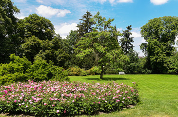 andscape Park with beautiful trees and bushes of pink roses in the distance a white bench