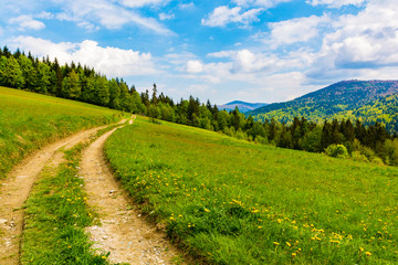 Dirt road leading through the meadows to the forest.