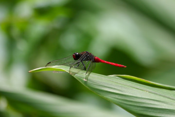 dragonfly on a green leaf