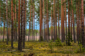 Obraz premium Spring pine forest against the backdrop of an impending storm