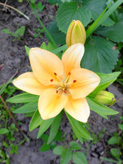Fototapeta premium Lily flower close-up. A large flower with cream colored petals.