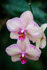 A beautiful orchid in the botanical garden!