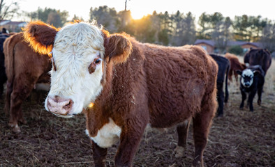 Cow with sunset shining through ear