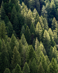Trees in the Spring in the forest