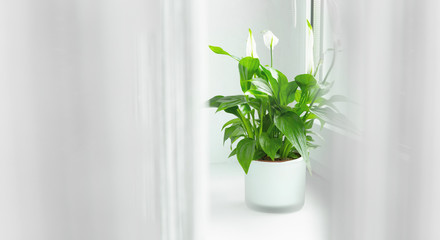 spathiphyllum flower growing in a pot in the home room and purifying indoor air. on the window behind the curtain.
White decor floral concept.