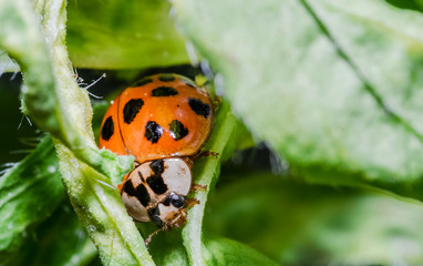 ladybug 17