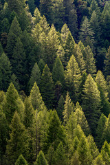Fototapeta premium Trees in the Spring in the forest