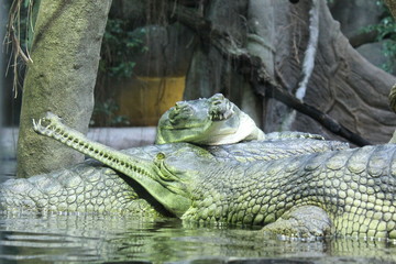 alligator