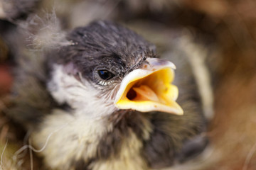 mésange