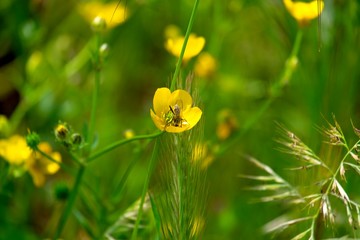 Insect pollinating a yellow flower