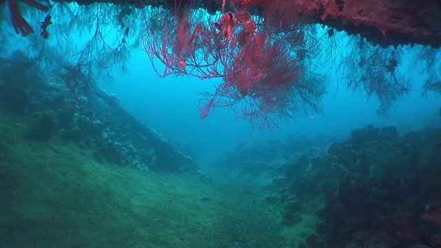 wreck dive underwater fish around ship wreck ocean scenery metal on seabed