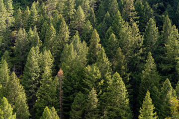 Obraz premium Trees in the Spring in the forest