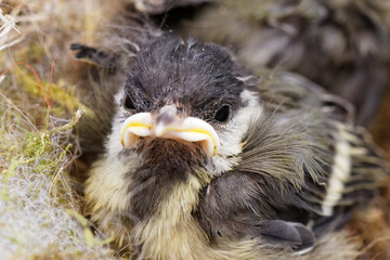 mésange