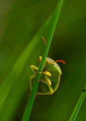 A Green Shield Bug (Palomena prasina) walking along a leaf.