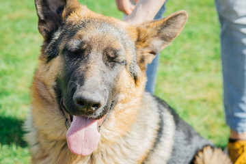 German shepherd playing with owner on green grass