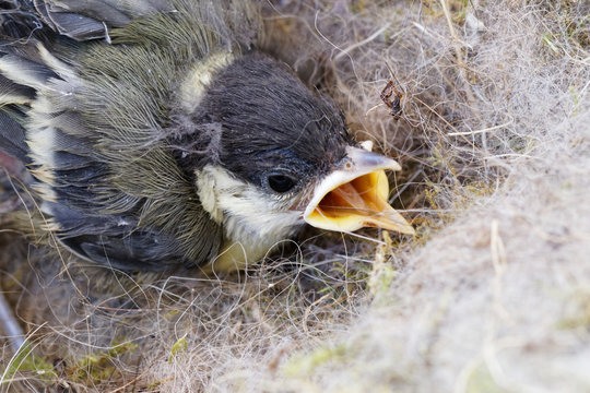 m&eacute;sange
